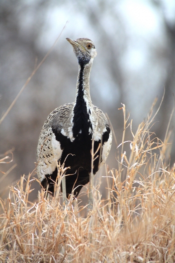 Bird-Tanzania