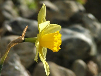 Daffodil