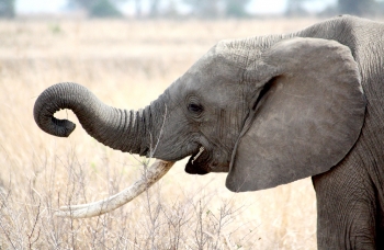 ElephantTanzania