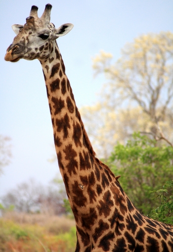 Giraffe2