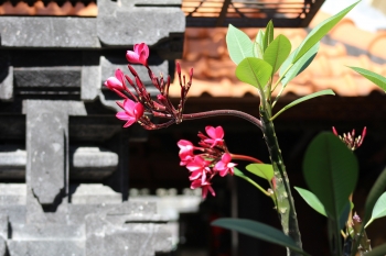 bali-flower