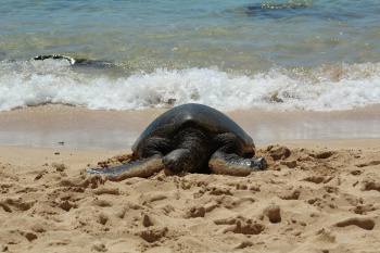 Turtle, Hawaii