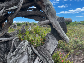 Burt out tree, The Big Island, Hawaii