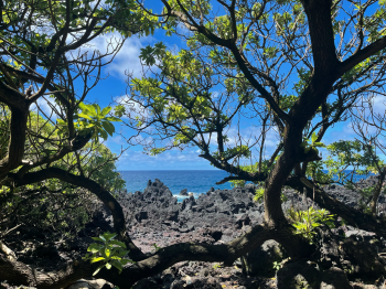 The Jungle, The Big Island, Hawaii