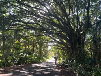 The Jungle, The Big Island, Hawaii
